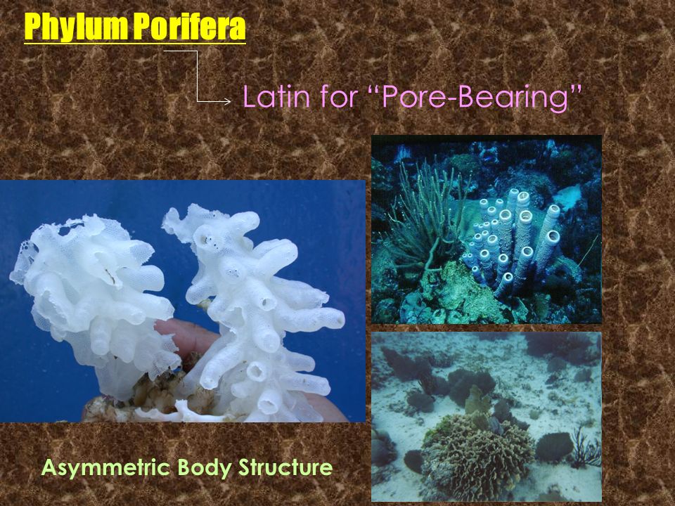 Phylum Porifera Latin for Pore-Bearing Asymmetric Body Structure
