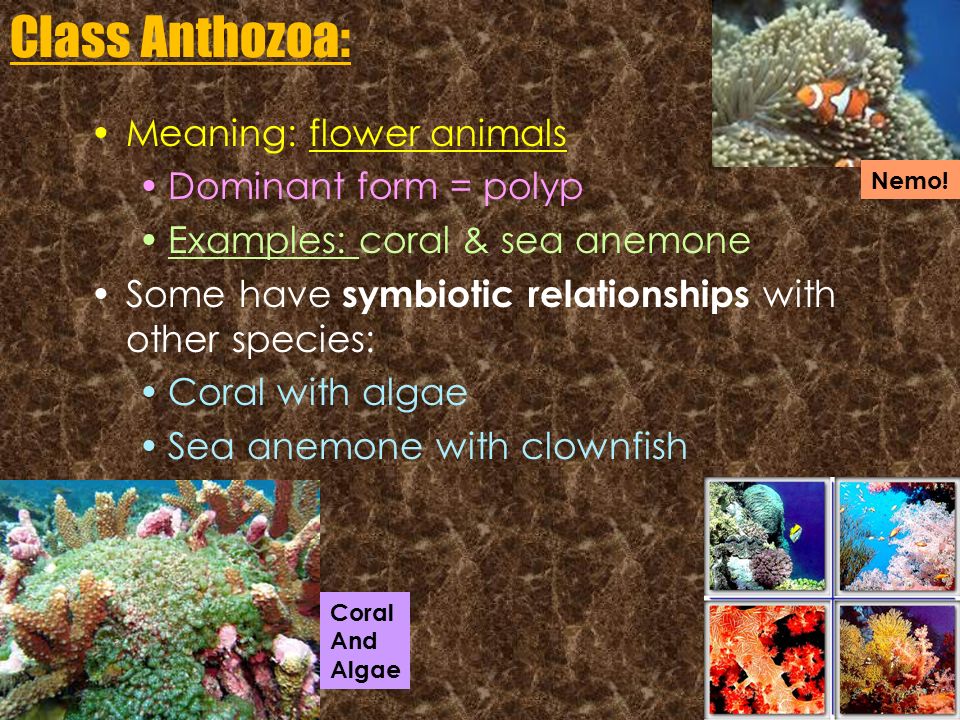 Class Anthozoa: Meaning: flower animals Dominant form = polyp