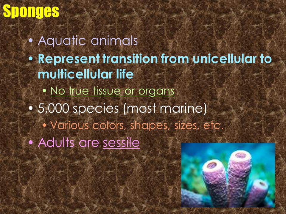 Sponges Aquatic animals