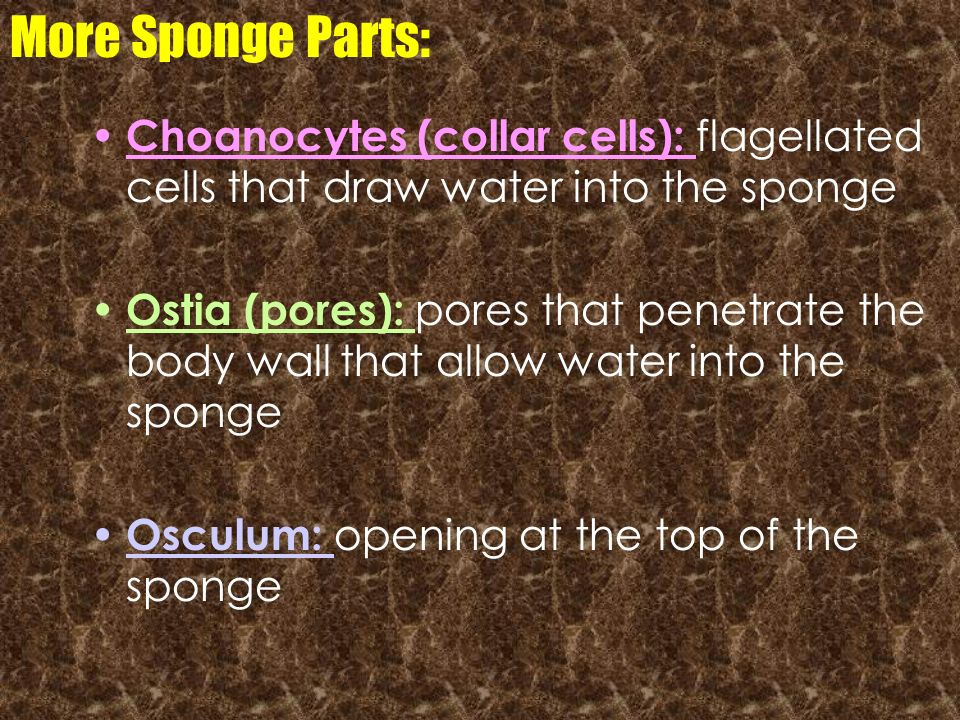 More Sponge Parts: Choanocytes (collar cells): flagellated cells that draw water into the sponge.