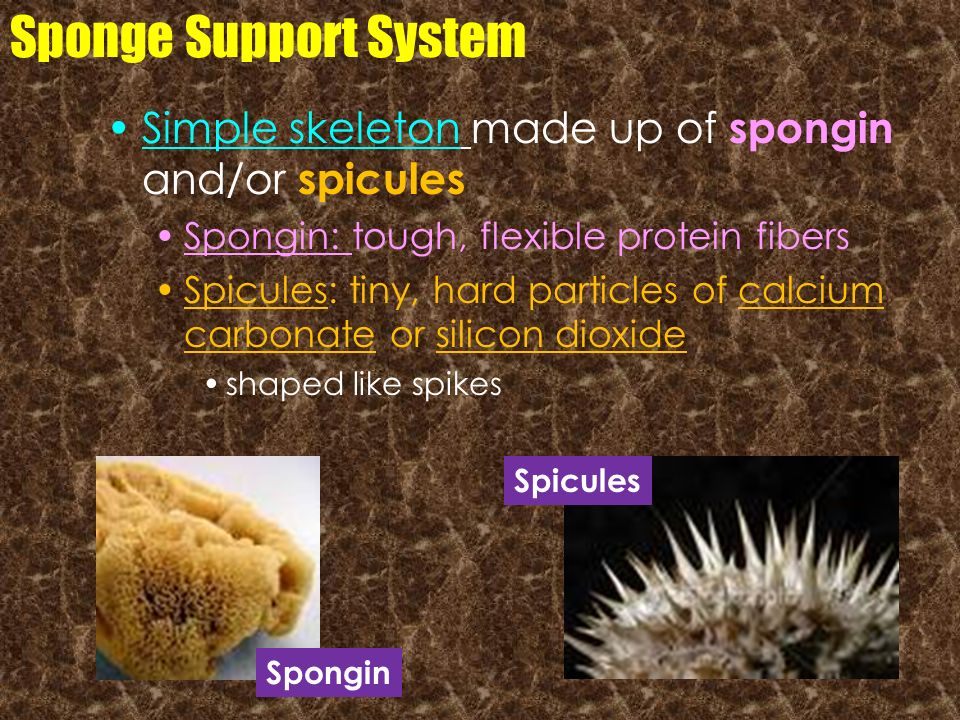 Sponge Support System Simple skeleton made up of spongin and/or spicules. Spongin: tough, flexible protein fibers.