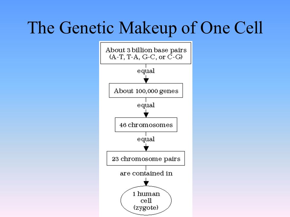 The Genetic Makeup of One Cell