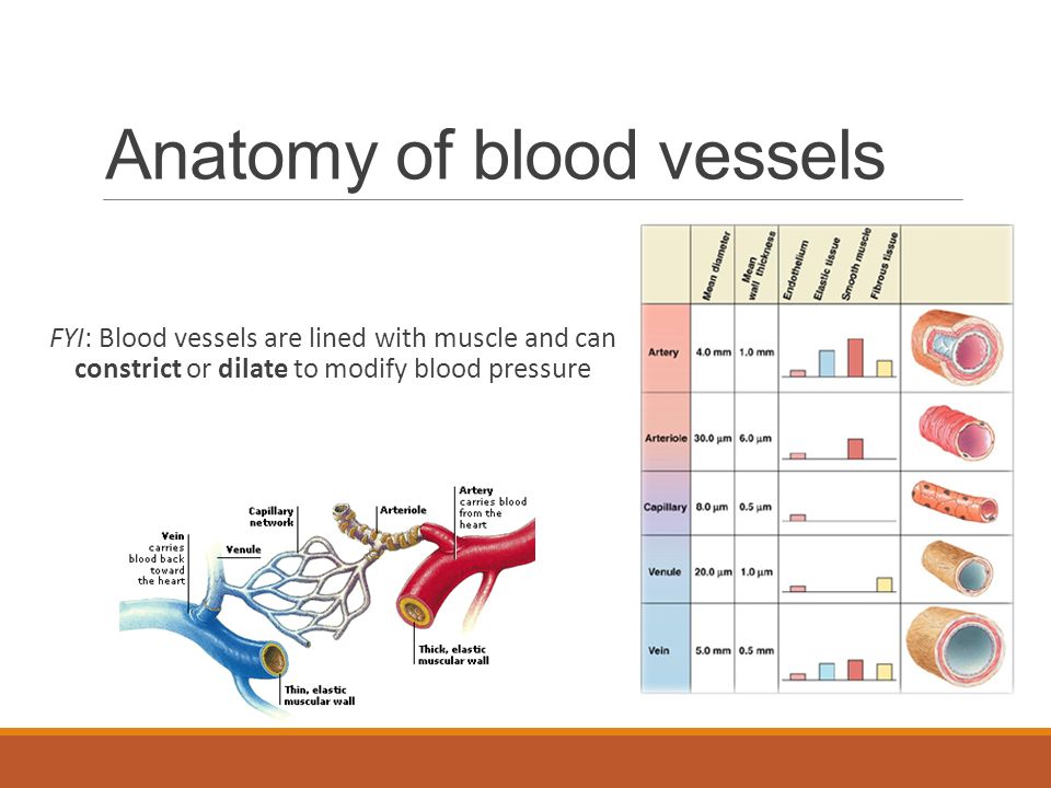 Anatomy of blood vessels