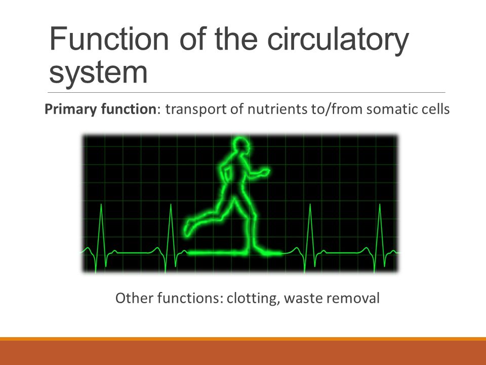 Function of the circulatory system