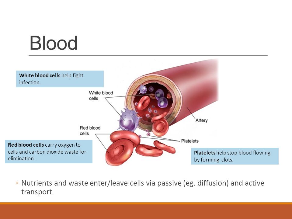 Blood White blood cells help fight infection. Red blood cells carry oxygen to cells and carbon dioxide waste for elimination.
