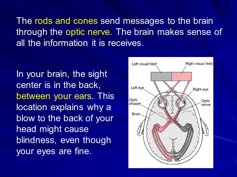 The rods and cones send messages to the brain through the optic nerve