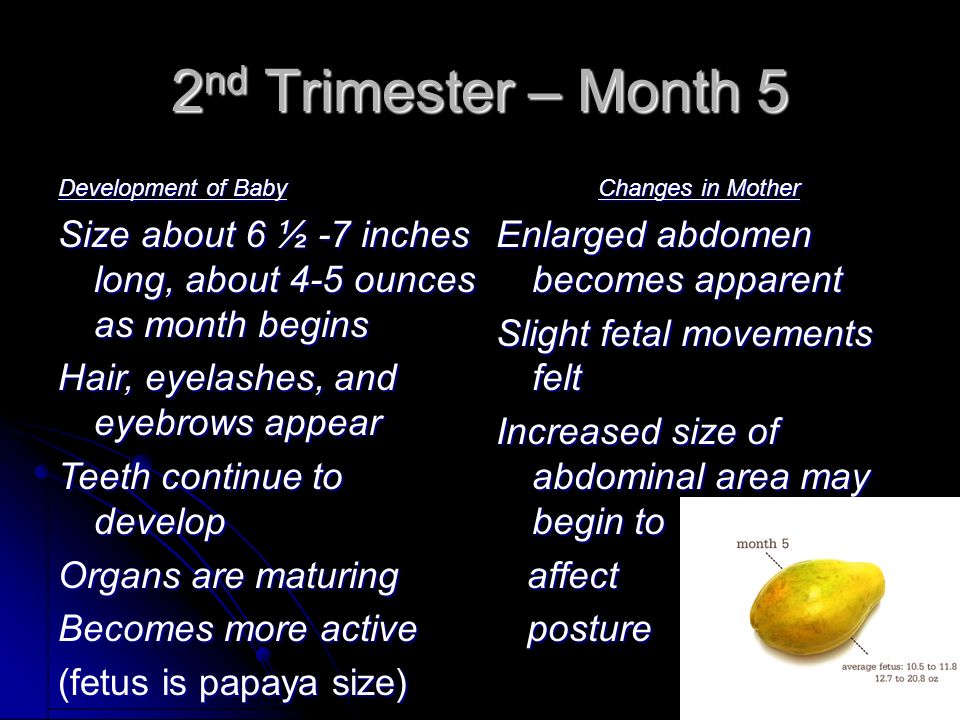 2nd Trimester – Month 5 Development of Baby. Size about 6 ½ -7 inches long, about 4-5 ounces as month begins.