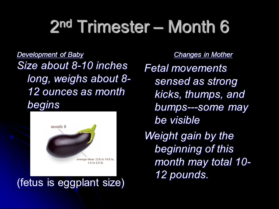 2nd Trimester – Month 6 Development of Baby. Size about 8-10 inches long, weighs about 8-12 ounces as month begins.