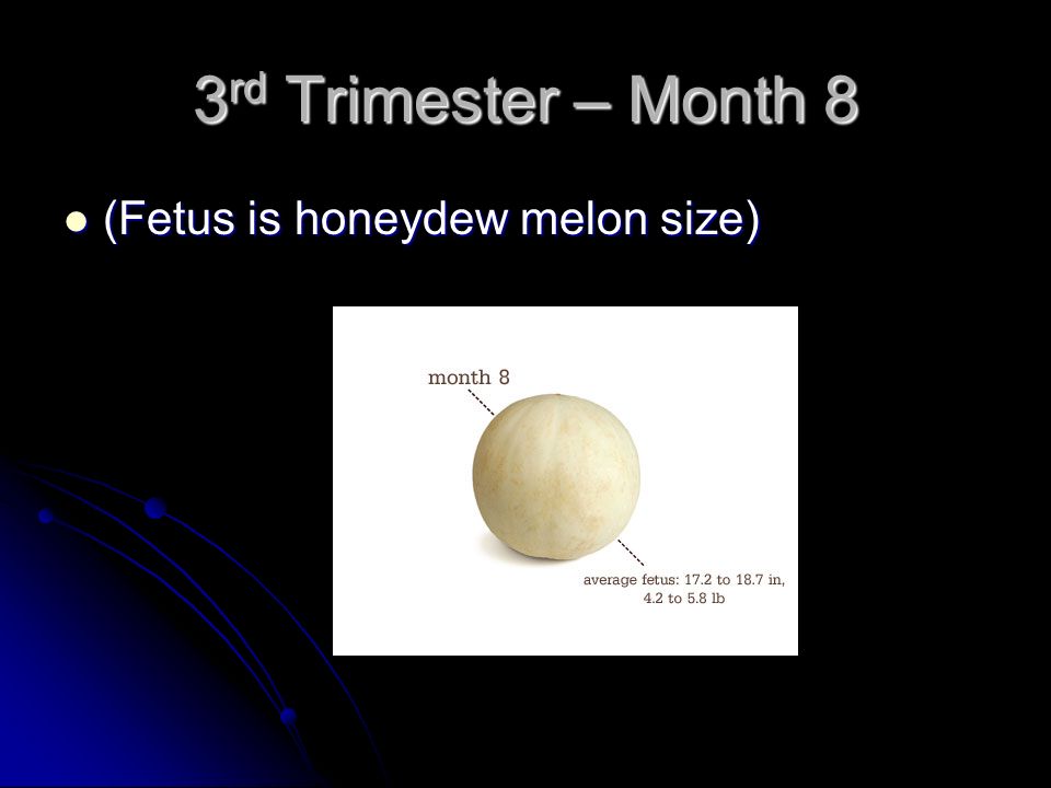 3rd Trimester – Month 8 (Fetus is honeydew melon size)