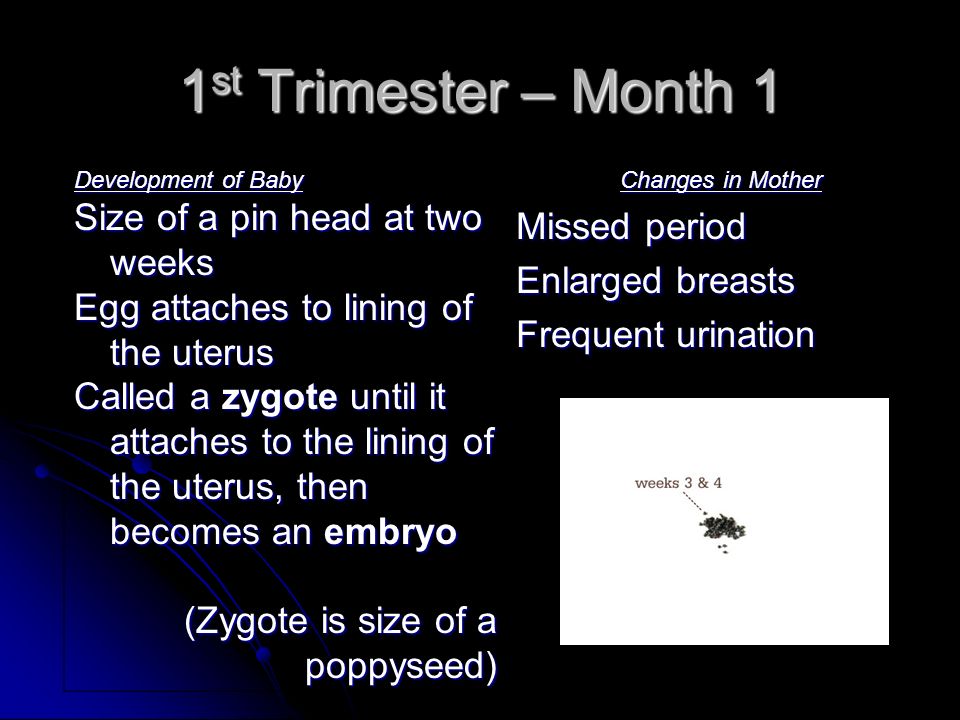 1st Trimester – Month 1 Size of a pin head at two weeks