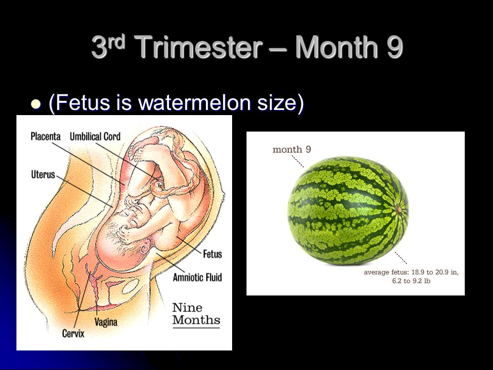 3rd Trimester – Month 9 (Fetus is watermelon size)