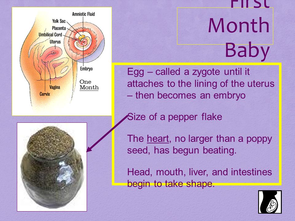 First Month Baby Egg – called a zygote until it attaches to the lining of the uterus – then becomes an embryo.