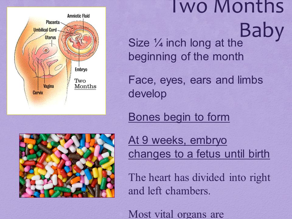 Two Months Baby Size ¼ inch long at the beginning of the month