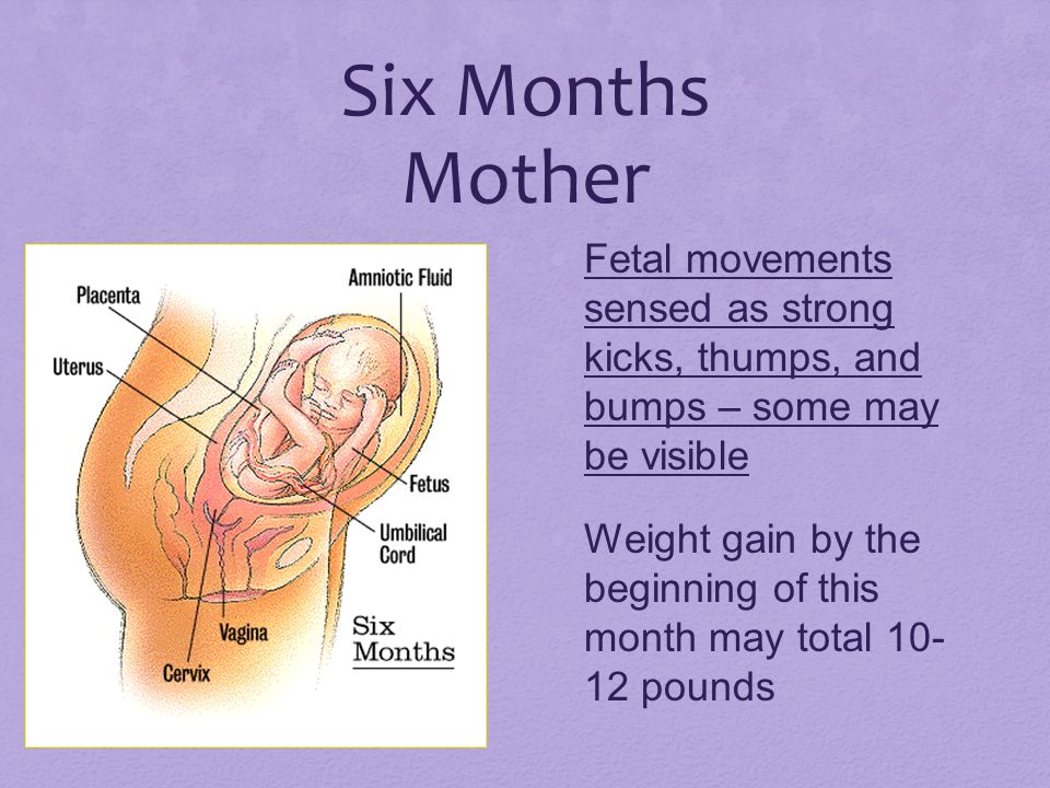 Six Months Mother Fetal movements sensed as strong kicks, thumps, and bumps – some may be visible.