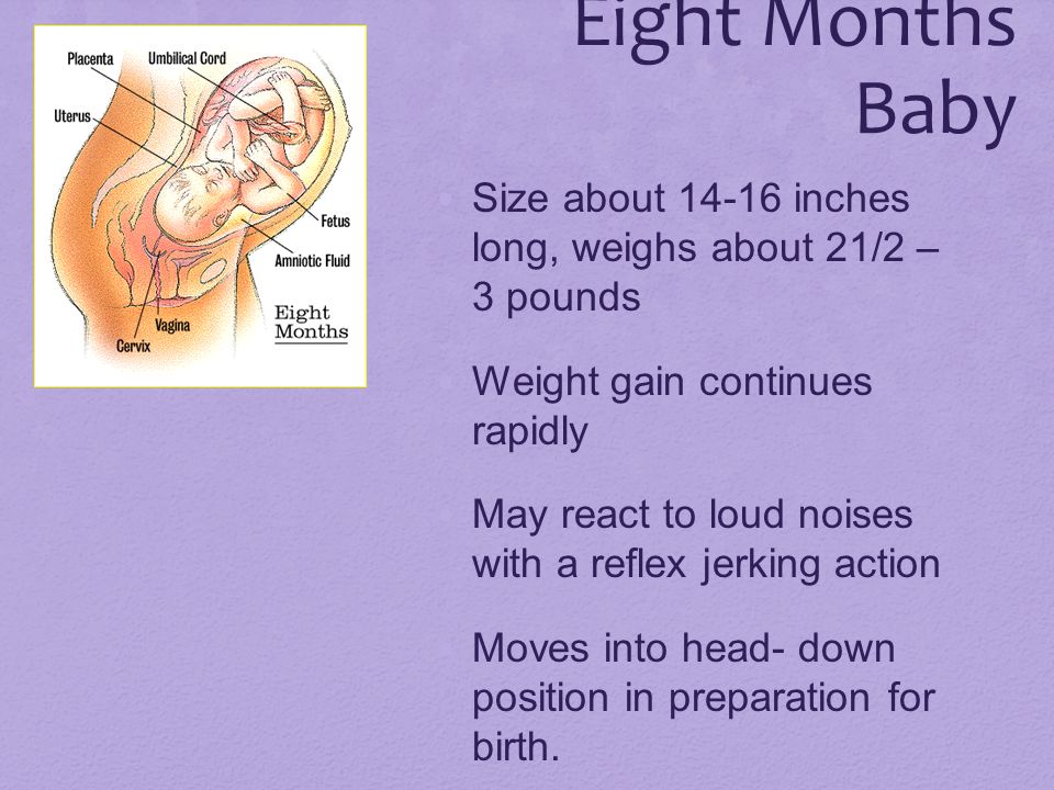 Eight Months Baby Size about inches long, weighs about 21/2 – 3 pounds. Weight gain continues rapidly.