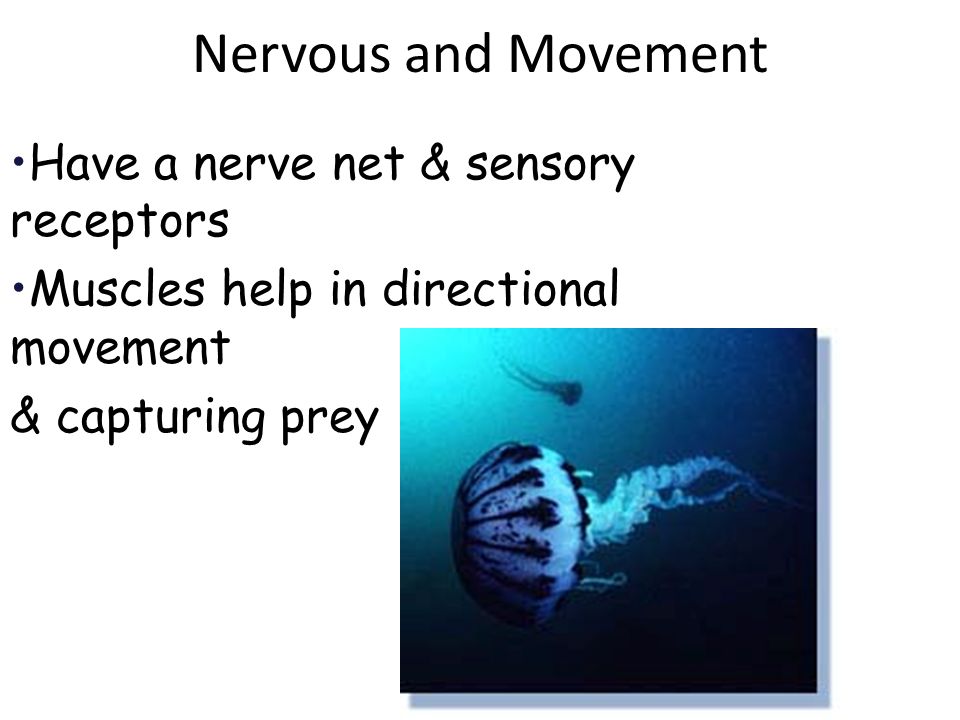 Nervous and Movement Have a nerve net & sensory receptors