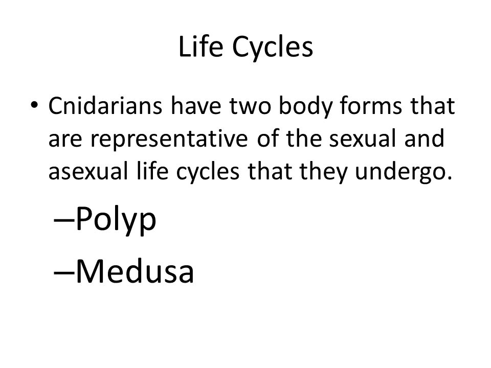 Polyp Medusa Life Cycles