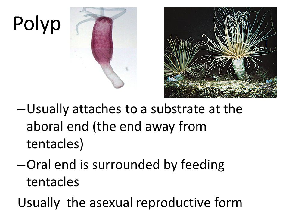 Polyp Usually attaches to a substrate at the aboral end (the end away from tentacles) Oral end is surrounded by feeding tentacles.