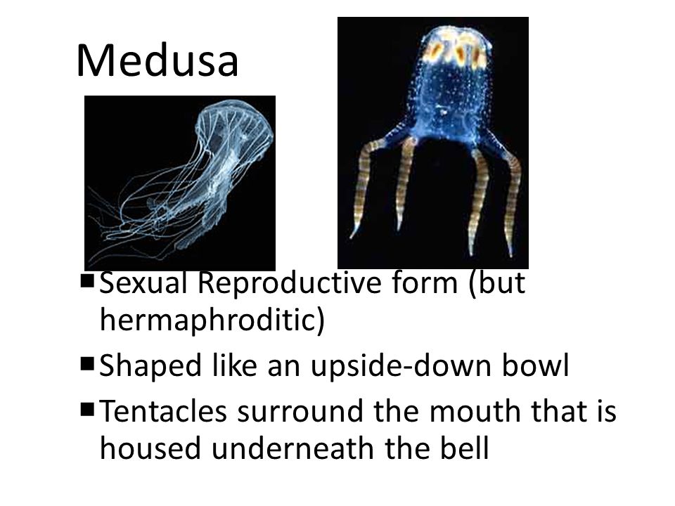 Medusa Sexual Reproductive form (but hermaphroditic)
