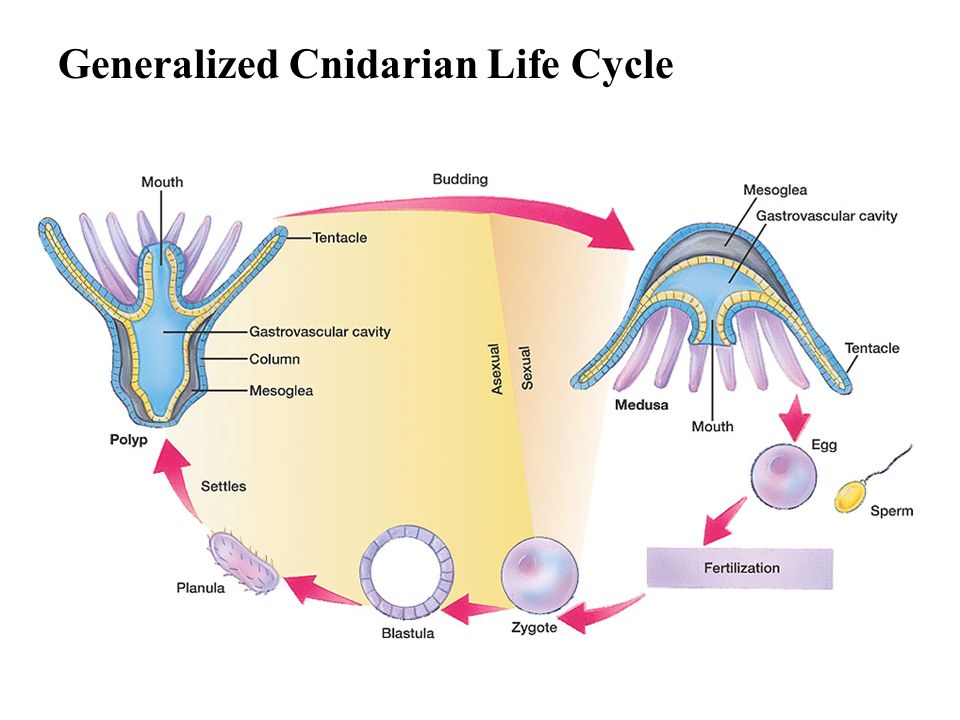 Generalized Cnidarian Life Cycle