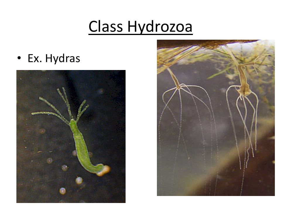 Class Hydrozoa Ex. Hydras
