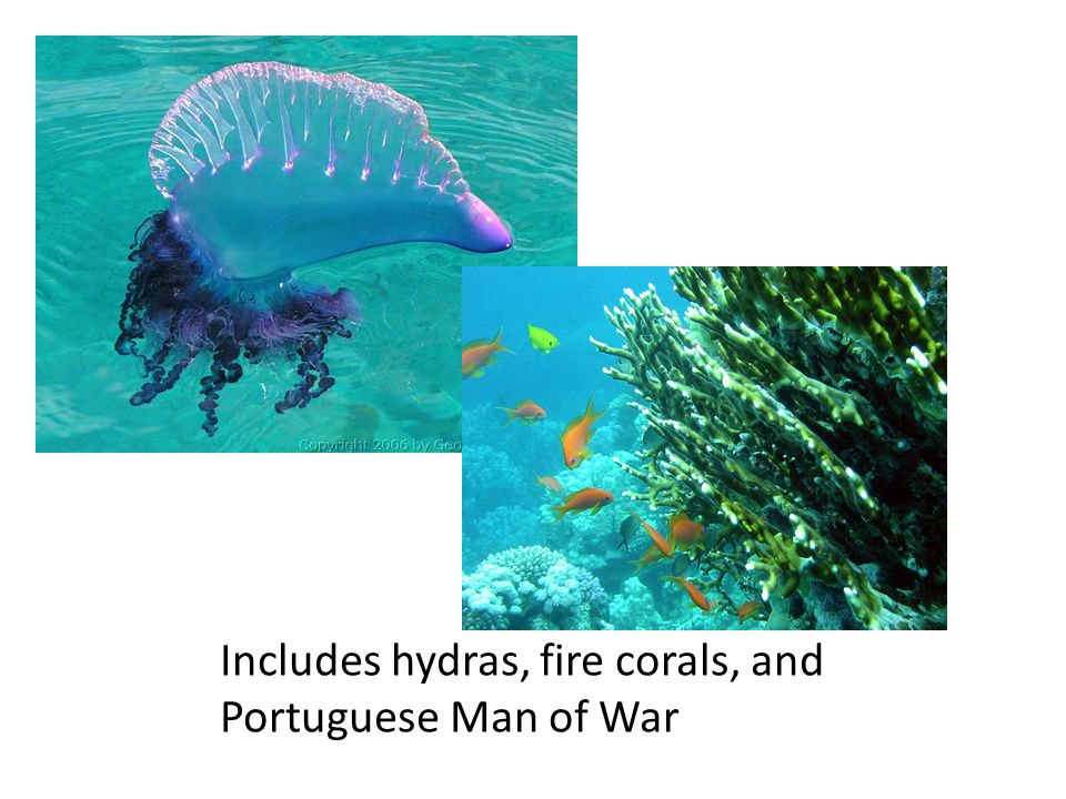 Includes hydras, fire corals, and Portuguese Man of War