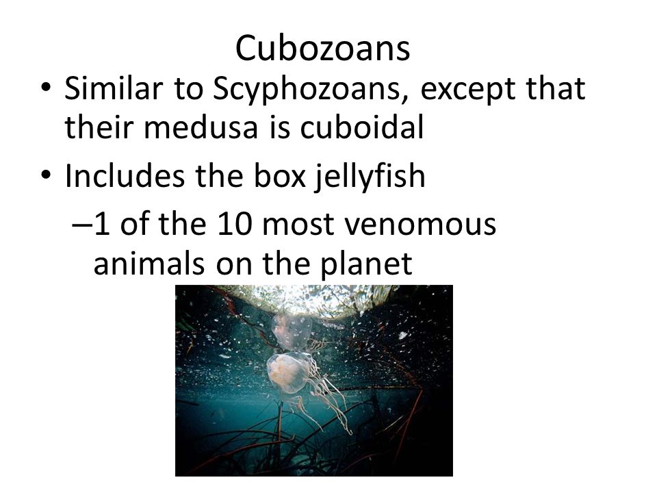 Cubozoans Similar to Scyphozoans, except that their medusa is cuboidal