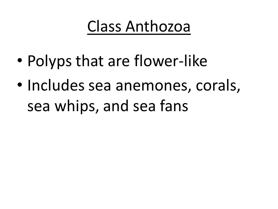 Class Anthozoa Polyps that are flower-like Includes sea anemones, corals, sea whips, and sea fans