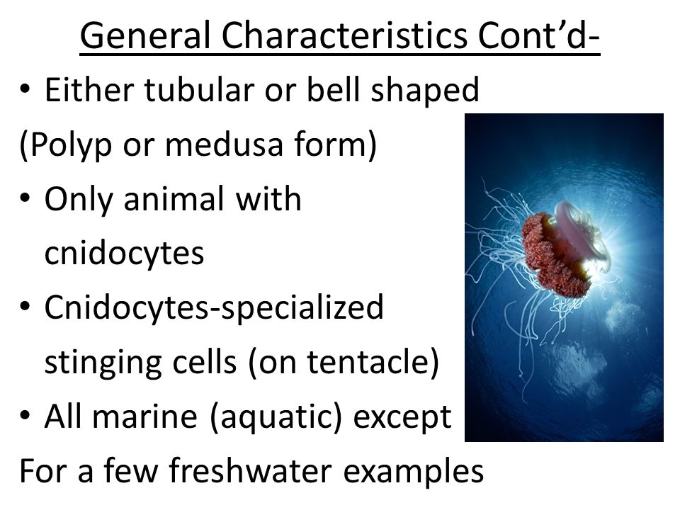 General Characteristics Cont’d-