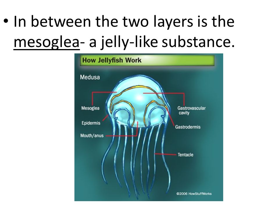 In between the two layers is the mesoglea- a jelly-like substance.