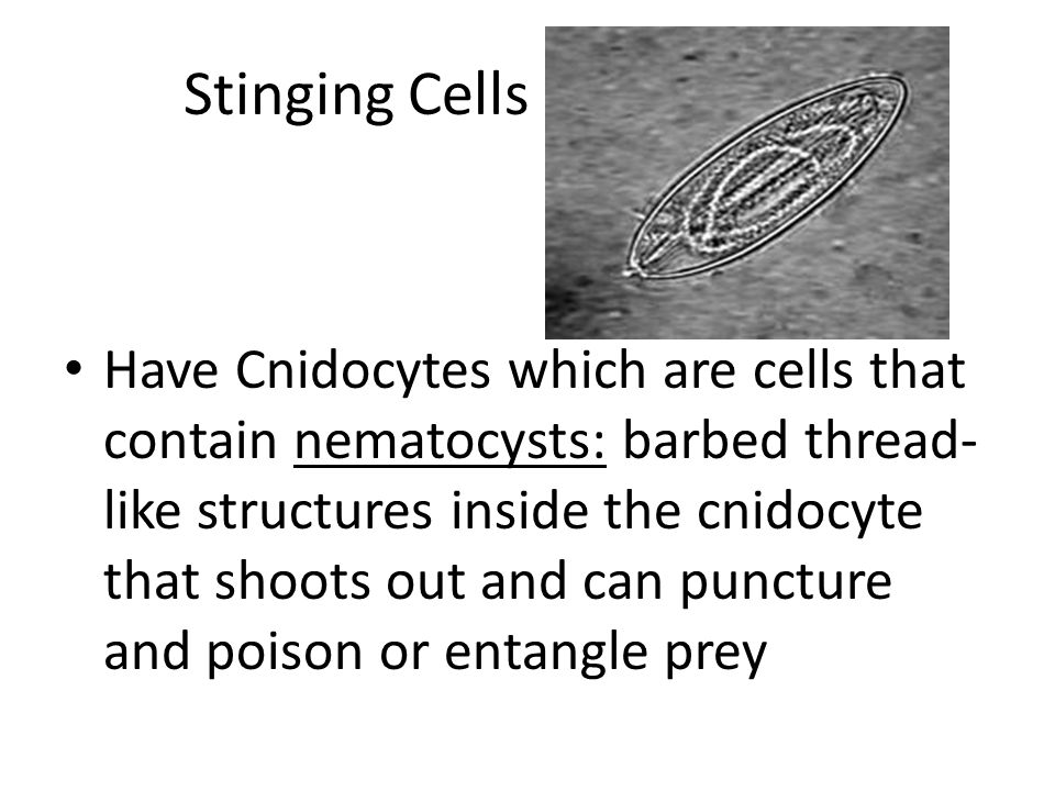 Stinging Cells