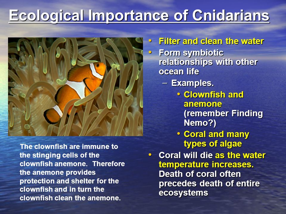 Ecological Importance of Cnidarians