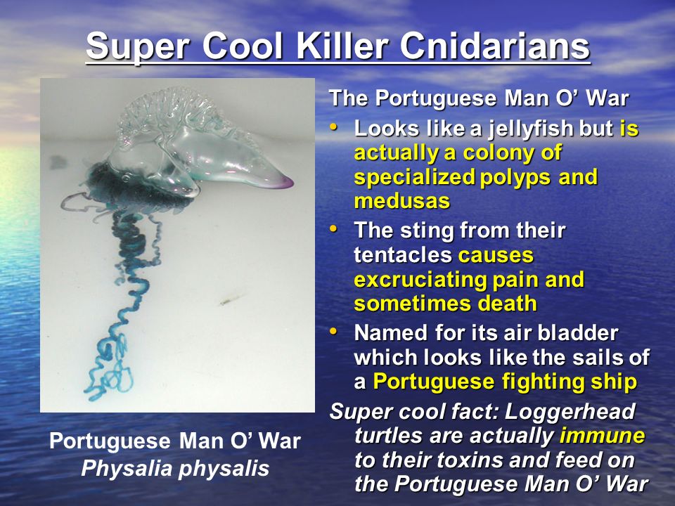 Super Cool Killer Cnidarians