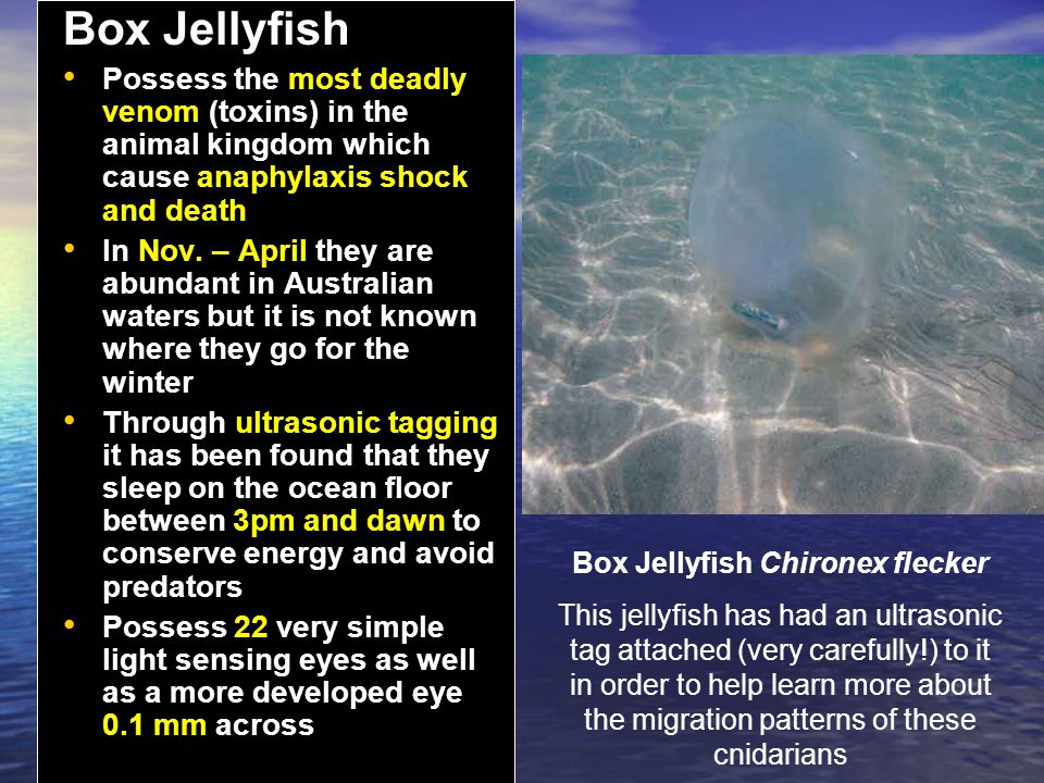 Box Jellyfish Chironex flecker