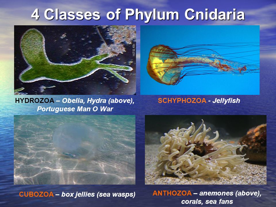 4 Classes of Phylum Cnidaria