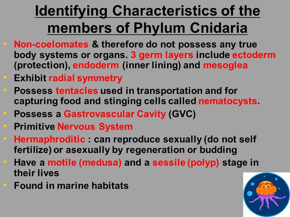 Identifying Characteristics of the members of Phylum Cnidaria