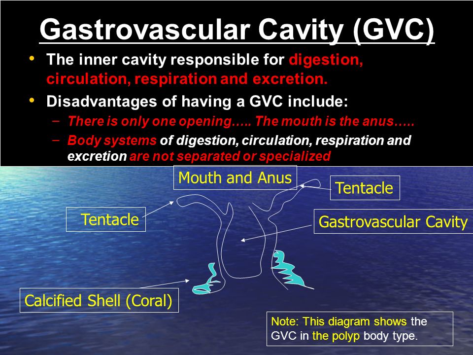 Gastrovascular Cavity (GVC)