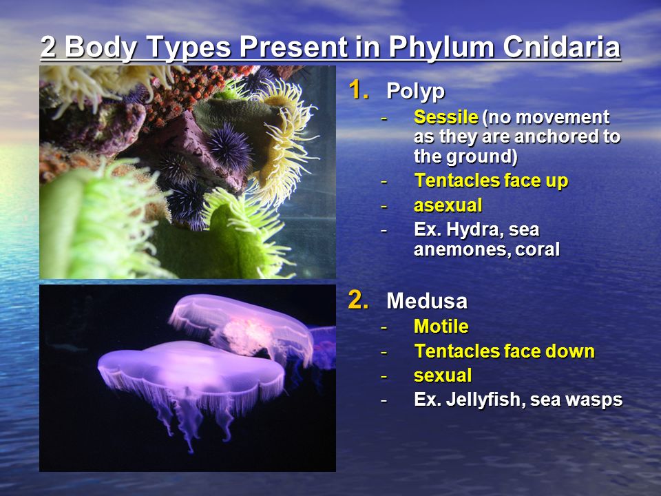 2 Body Types Present in Phylum Cnidaria