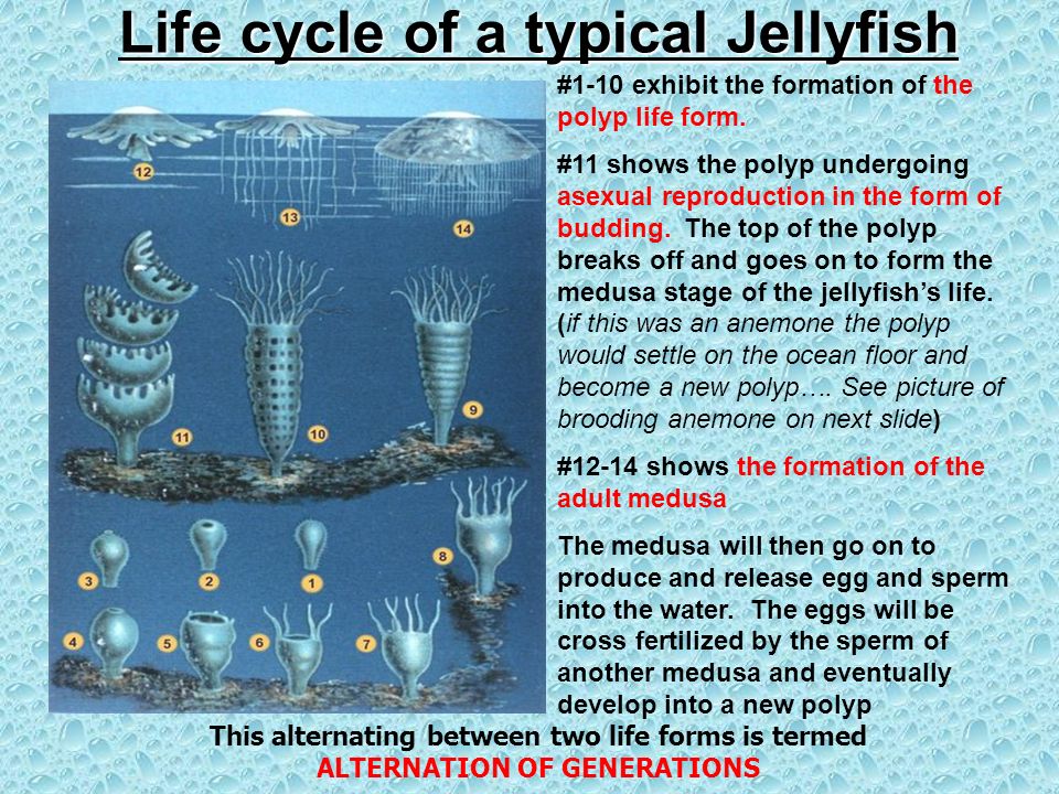 Life cycle of a typical Jellyfish
