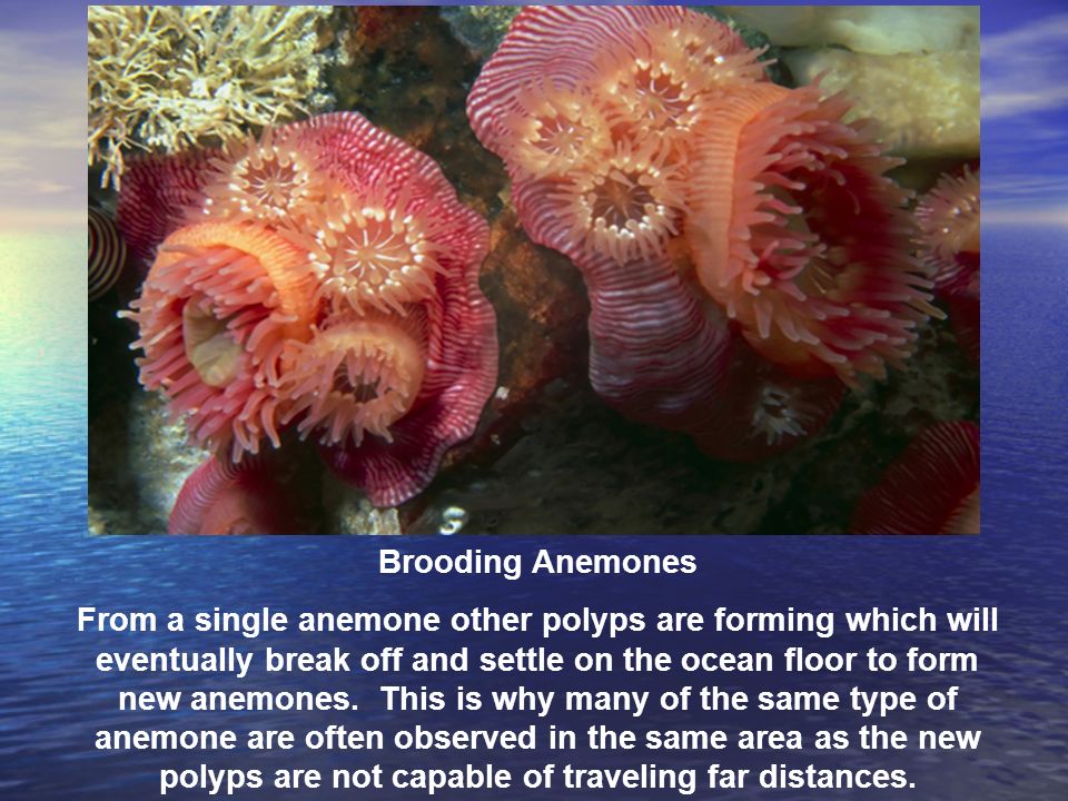 Brooding Anemones