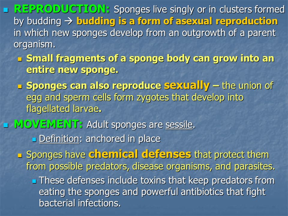 MOVEMENT: Adult sponges are sessile.