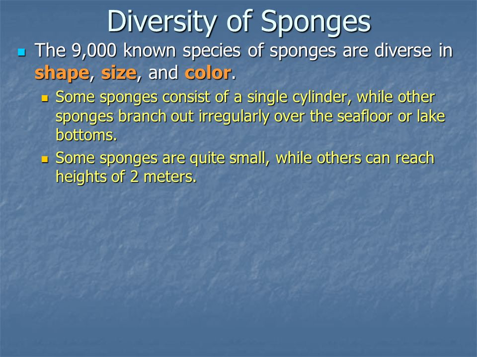 Diversity of Sponges The 9,000 known species of sponges are diverse in shape, size, and color.