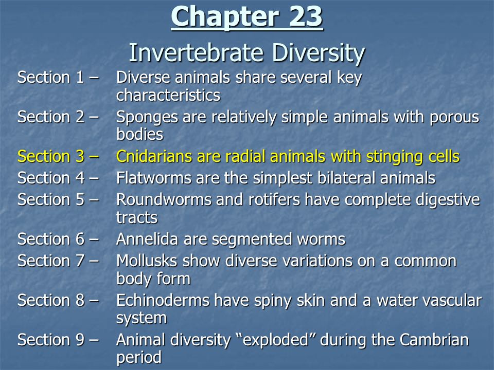 Chapter 23 Invertebrate Diversity