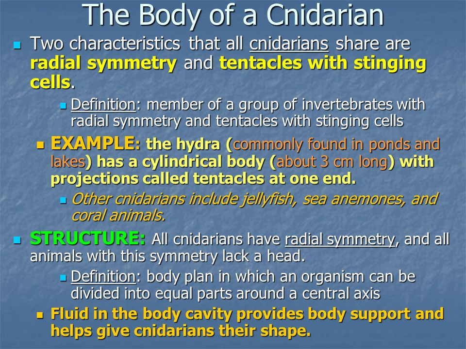 The Body of a Cnidarian Two characteristics that all cnidarians share are radial symmetry and tentacles with stinging cells.