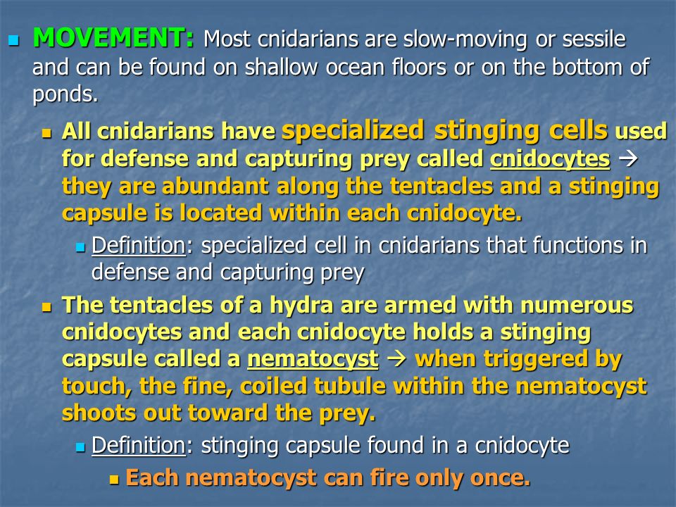 MOVEMENT: Most cnidarians are slow-moving or sessile and can be found on shallow ocean floors or on the bottom of ponds.