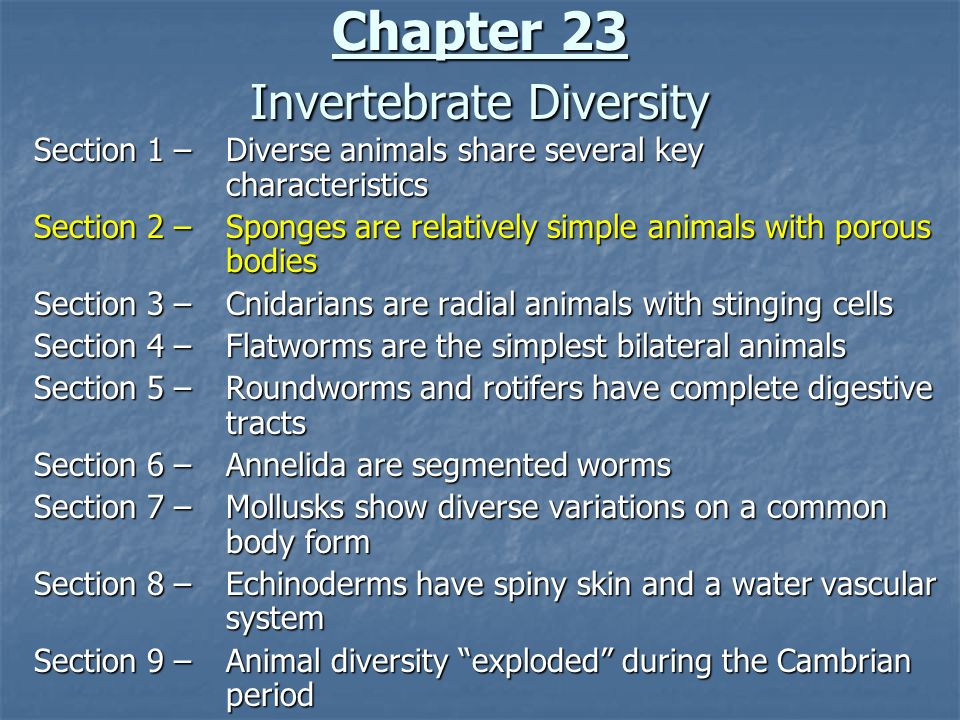 Chapter 23 Invertebrate Diversity