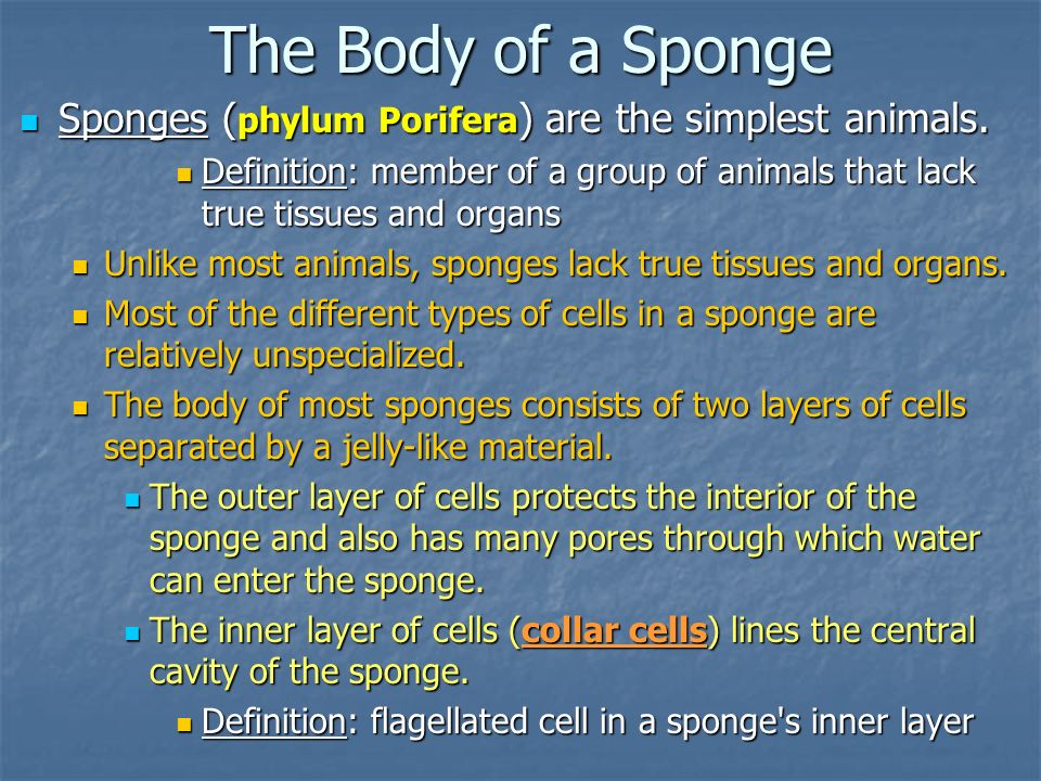 The Body of a Sponge Sponges (phylum Porifera) are the simplest animals. Definition: member of a group of animals that lack true tissues and organs.