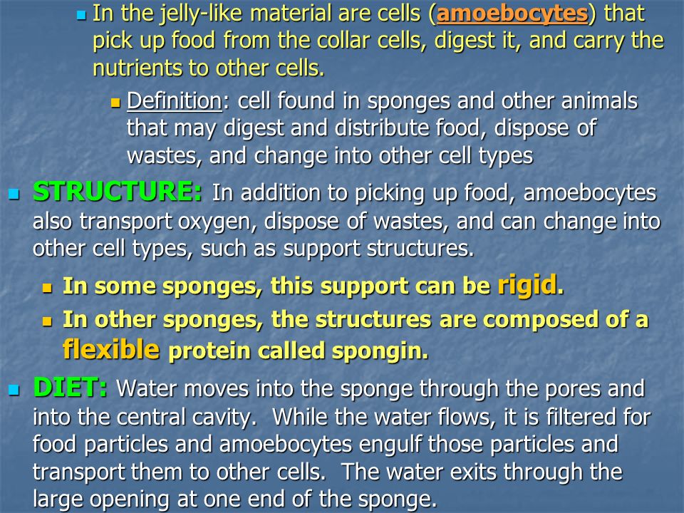 In the jelly-like material are cells (amoebocytes) that pick up food from the collar cells, digest it, and carry the nutrients to other cells.