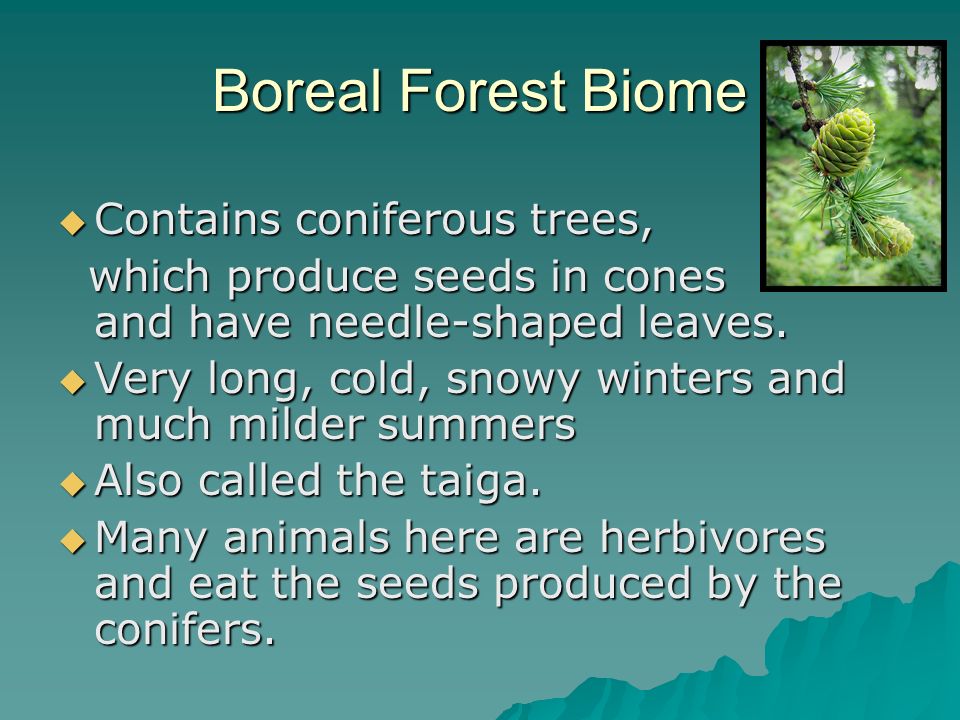 Boreal Forest Biome Contains coniferous trees,