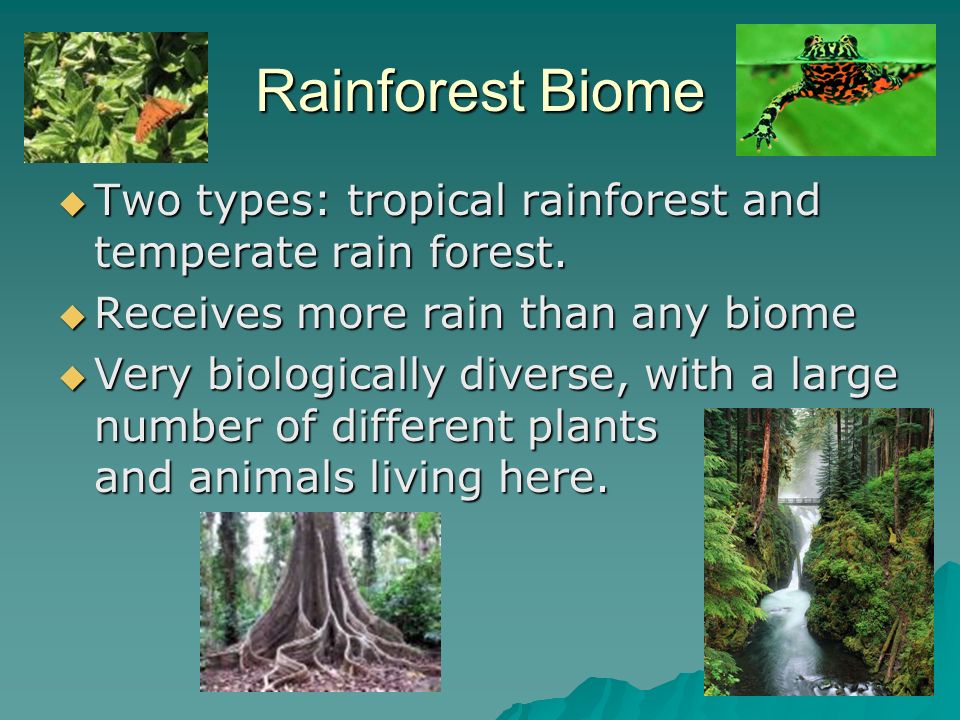 Rainforest Biome Two types: tropical rainforest and temperate rain forest. Receives more rain than any biome.